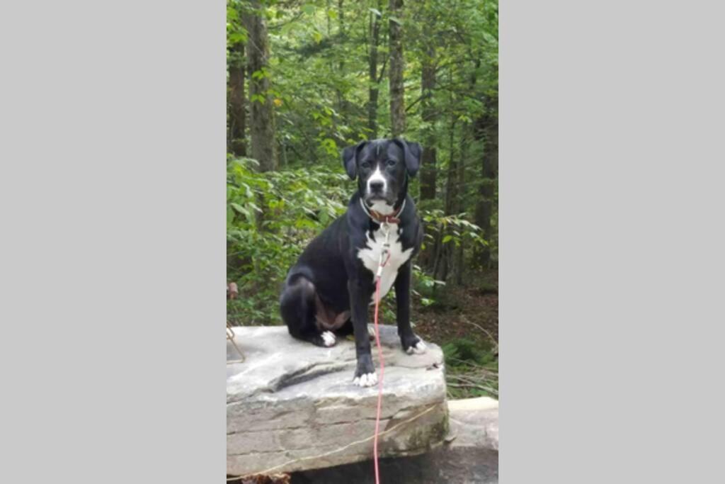 Roscoe Cottage Pet Friendly Екстер'єр фото